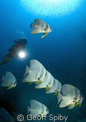 school of batfish by Geoff Spiby 